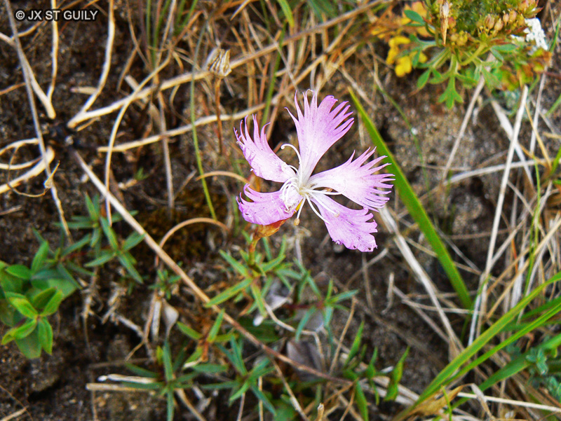 Caryophyllaceae - Dianthus hyssopifolius gallicus - Oeillet de France