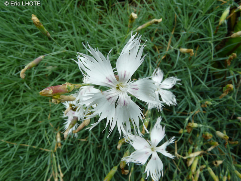  - Dianthus monspessulanus ssp. stenbergii - 