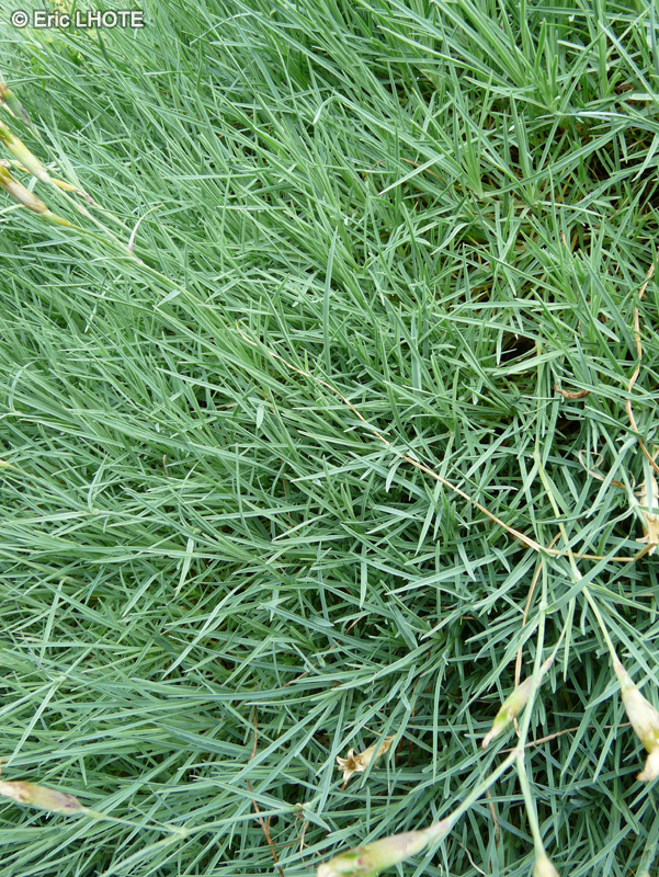  - Dianthus monspessulanus ssp. stenbergii - 