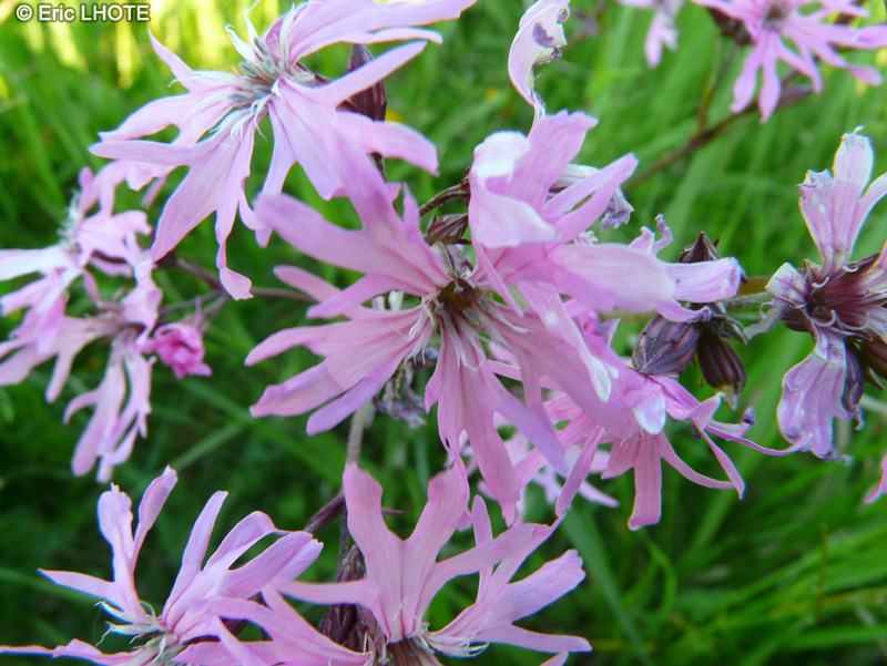  - Dianthus sp. - 