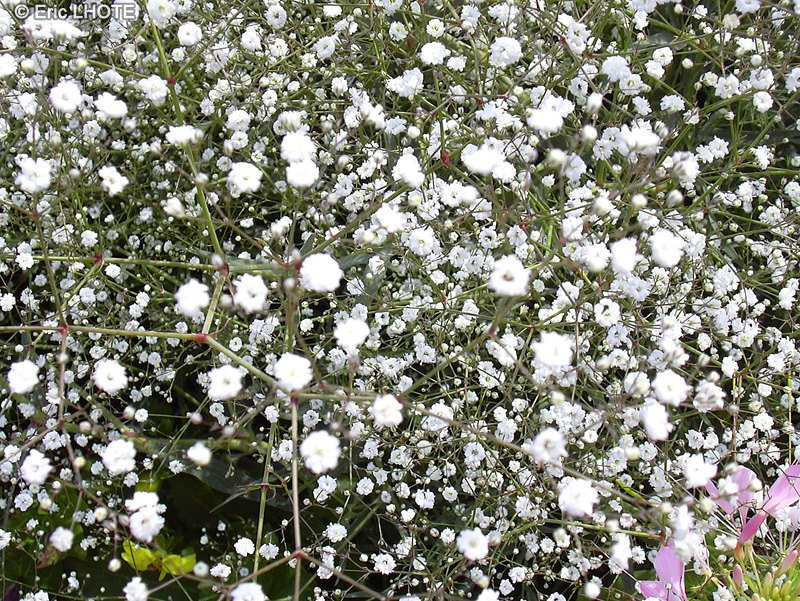Caryophyllaceae - Gypsophila paniculata - Gypsophile panicul&eacute;e, Brouillard