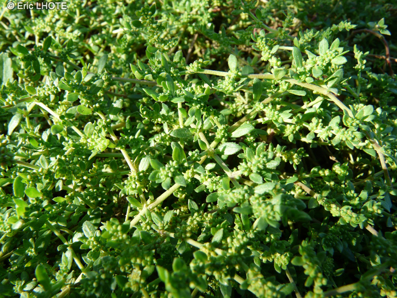  - Herniaria ciliolata - 