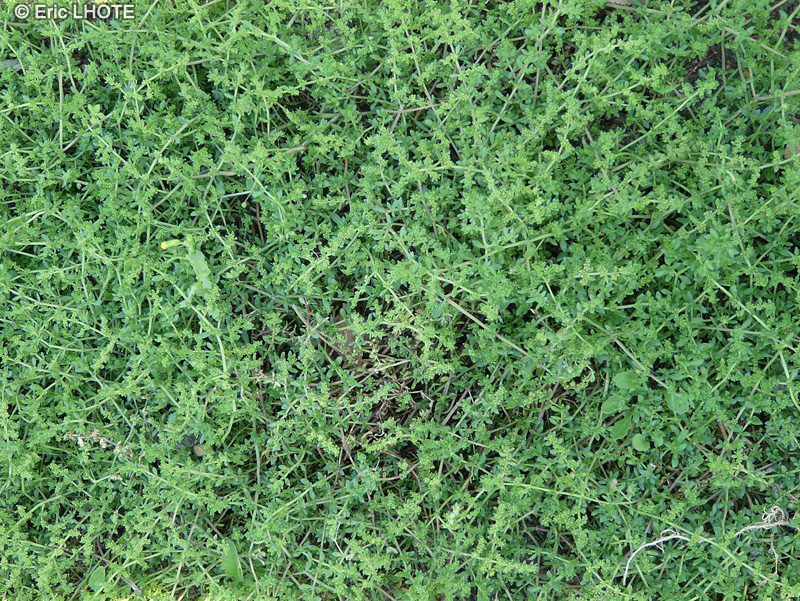 Caryophyllaceae - Herniaria ciliolata - Herniaire