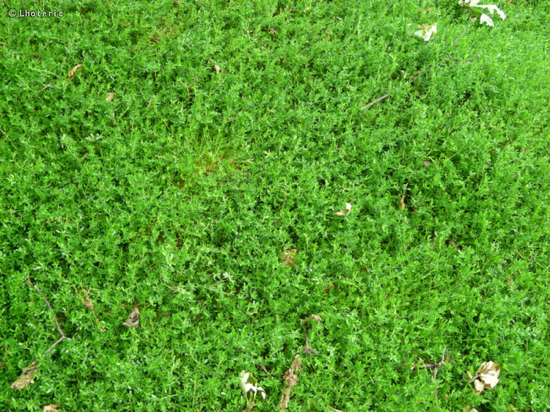  - Herniaria glabra - 