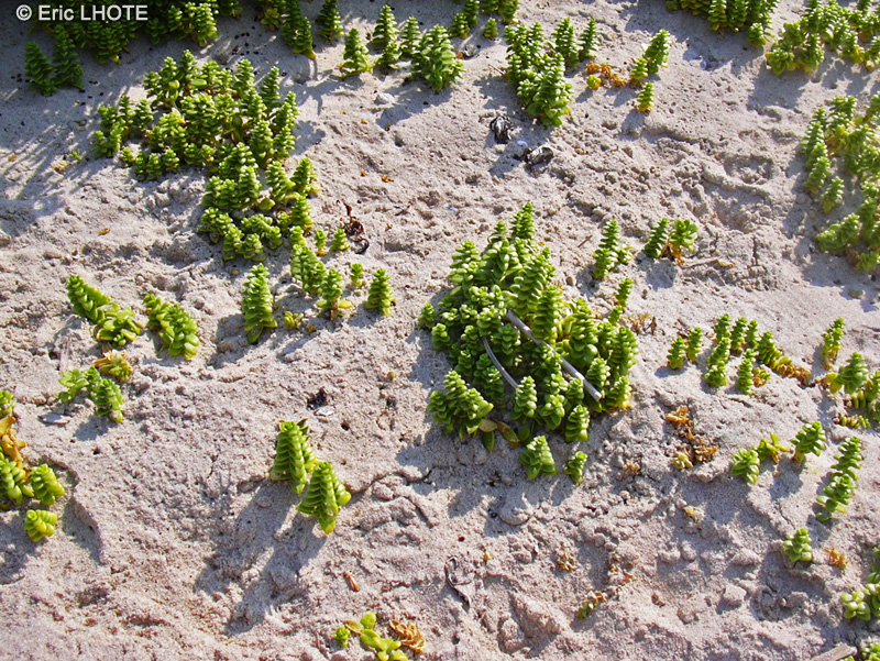 Caryophyllaceae - Honckenya peploides - Pourpier de mer