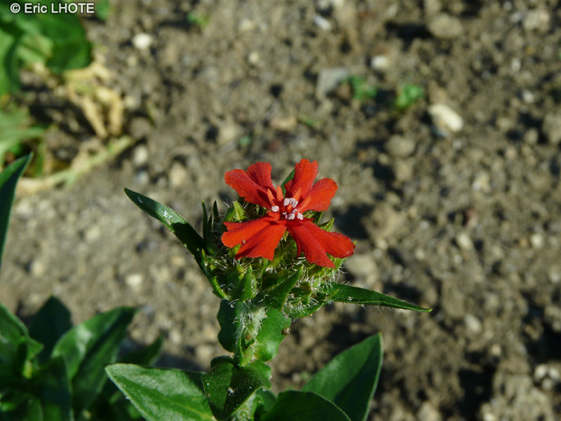  - Lychnis chalcedonica - 
