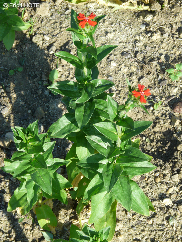 Caryophyllaceae - Lychnis chalcedonica - Croix de Malte