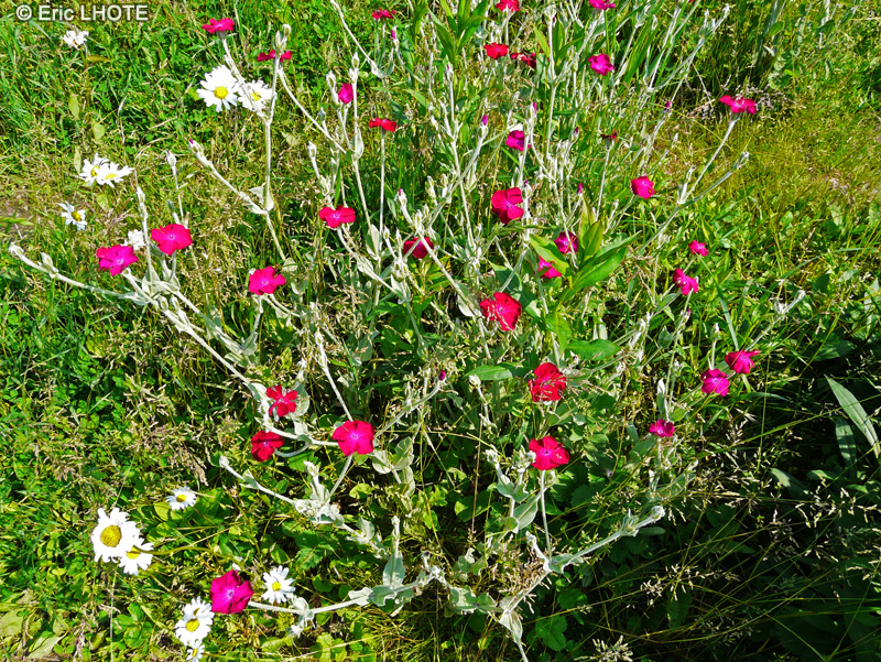  - Lychnis coronaria, Silene coronaria - 
