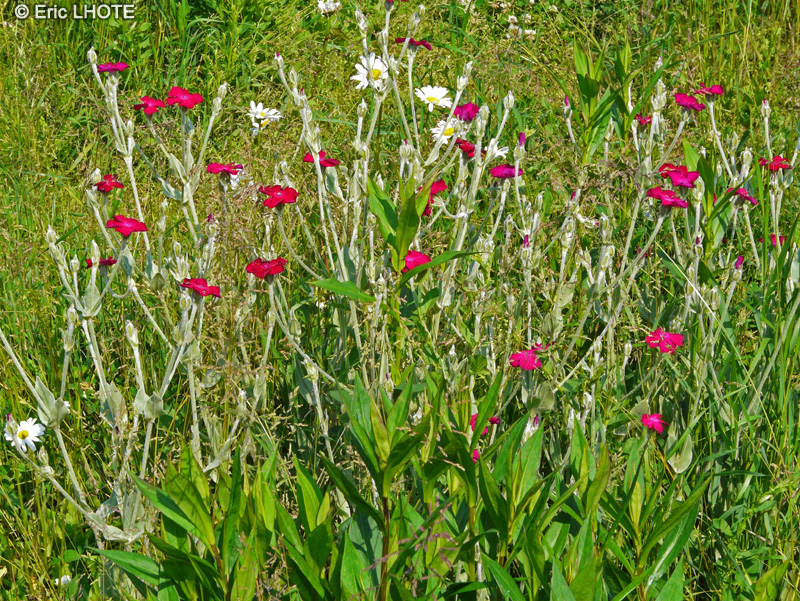  - Lychnis coronaria, Silene coronaria - 