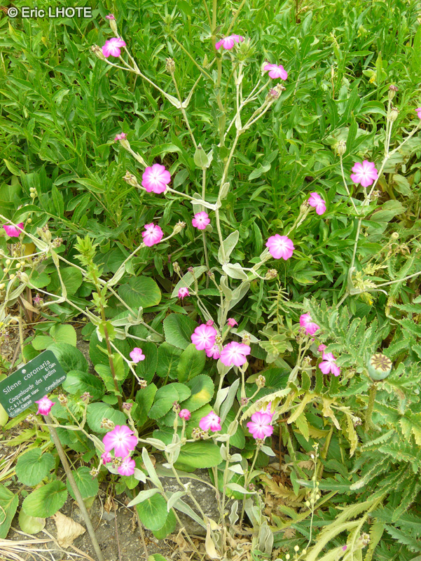  - Lychnis coronaria, Silene coronaria - 