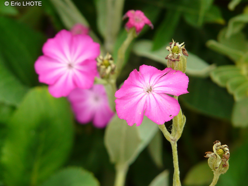  - Lychnis coronaria, Silene coronaria - 