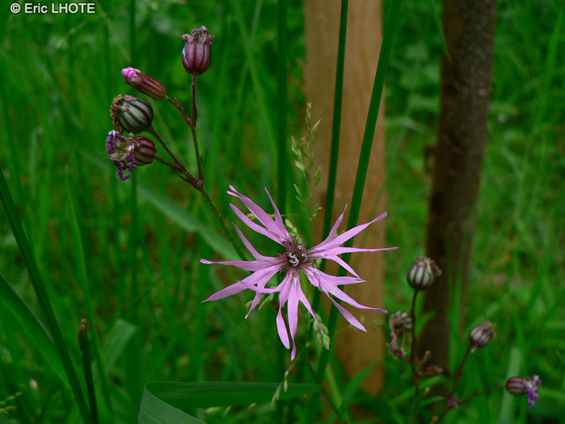  - Lychnis flos-cuculi - 