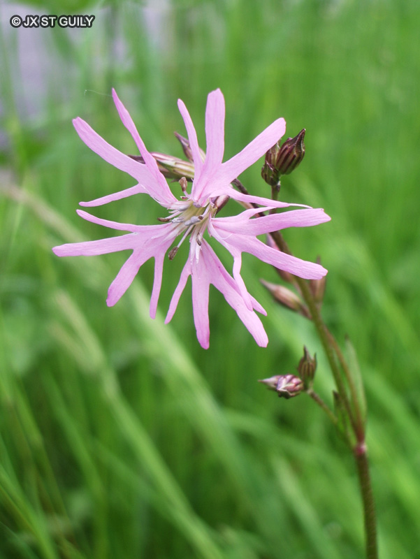 Caryophyllaceae - Lychnis flos-cuculi - Coquelourde flos-cuculi, Fleur de coucou, Oeil de perdrix