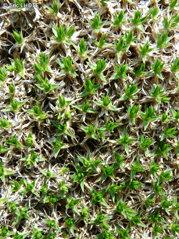  - Minuartia graminifolia - 