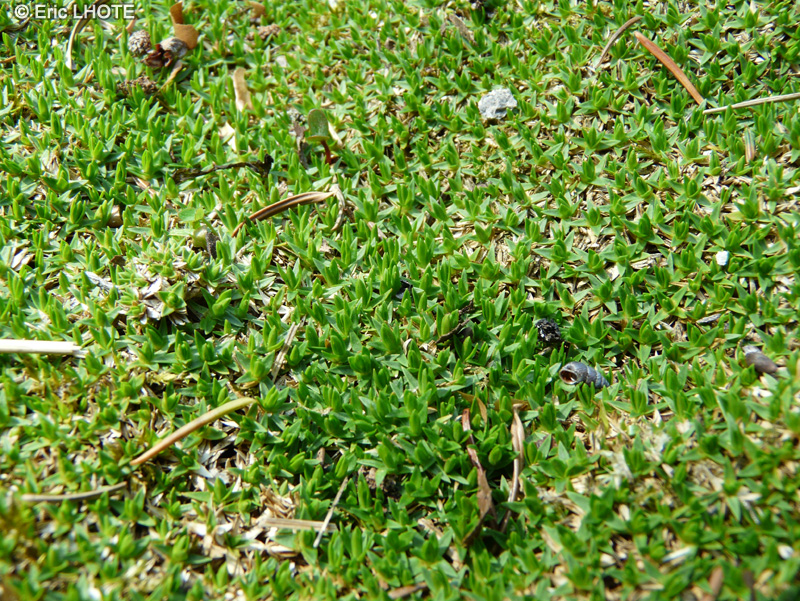  - Minuartia parnassica, Minuartia stellata, Alsine stellata - 