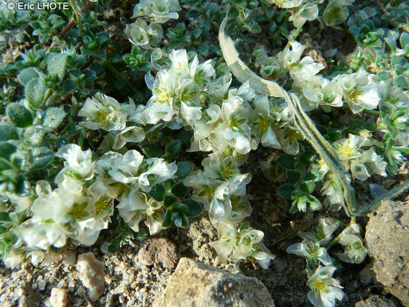  - Paronychia kapela serpyllifolia - 