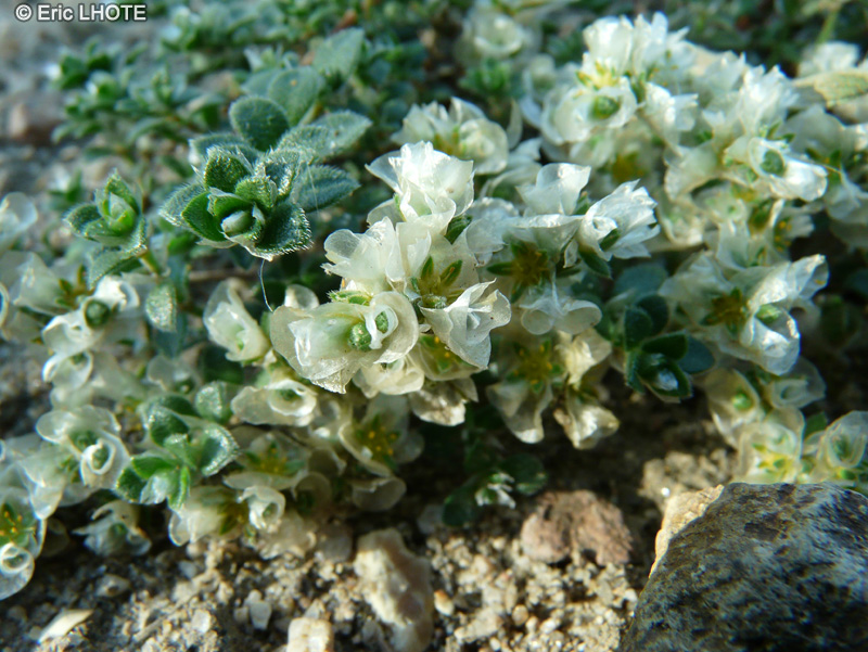  - Paronychia kapela serpyllifolia - 