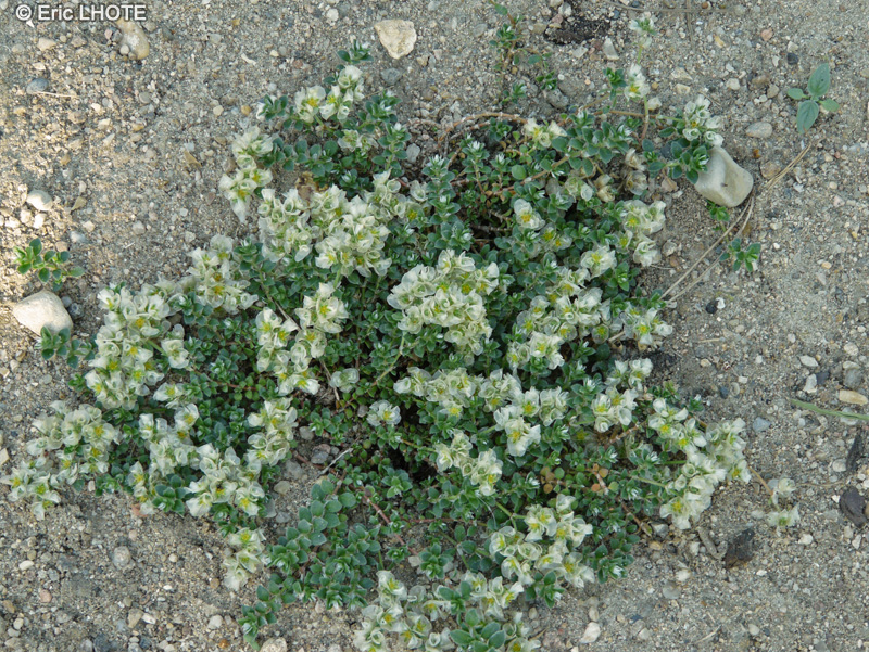 Caryophyllaceae - Paronychia kapela serpyllifolia - Paronyque à feuilles de serpolet, Paronyque de Kapel