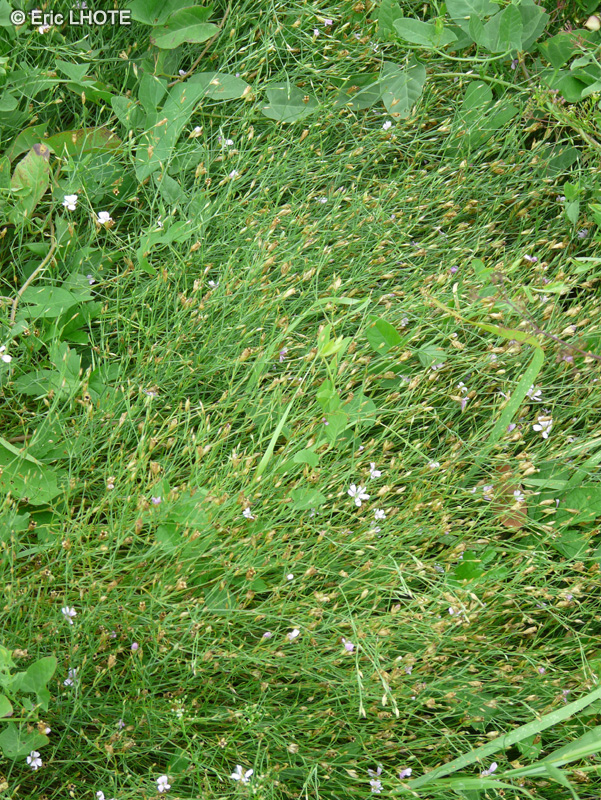  - Petrorhagia saxifraga - 