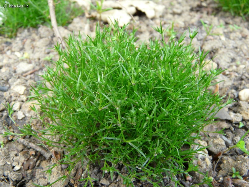 Caryophyllaceae - Sagina apetala - Sagine apétale