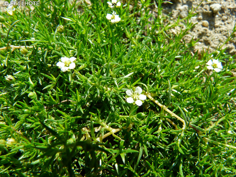 Caryophyllaceae - Sagina subulata - Sagine subulée