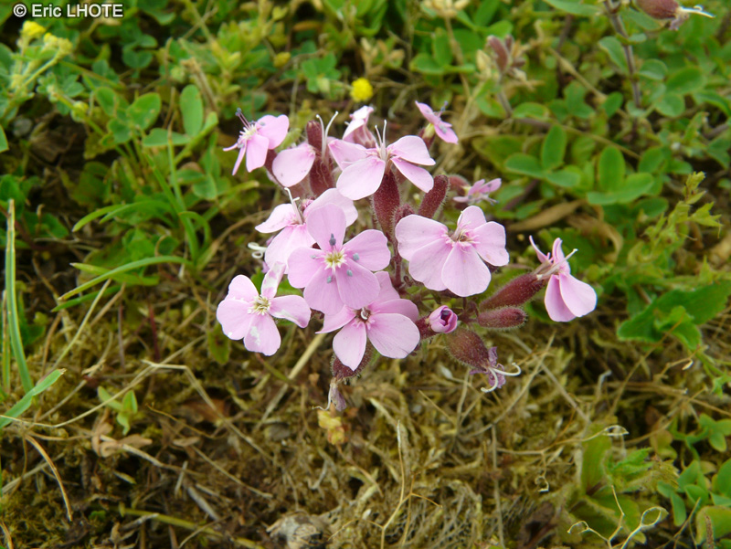  - Saponaria ocymoides - 