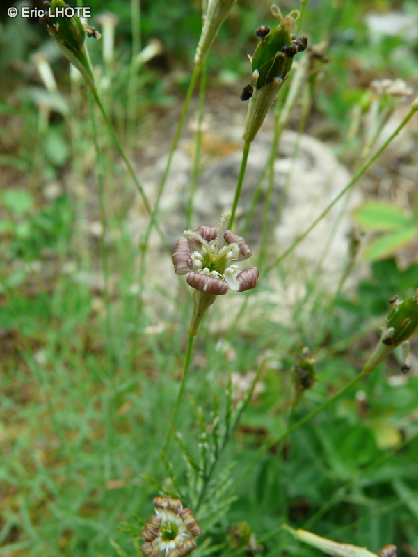 Caryophyllaceae - Silene bupleuroides ssp. staticifolia - Sil&egrave;ne