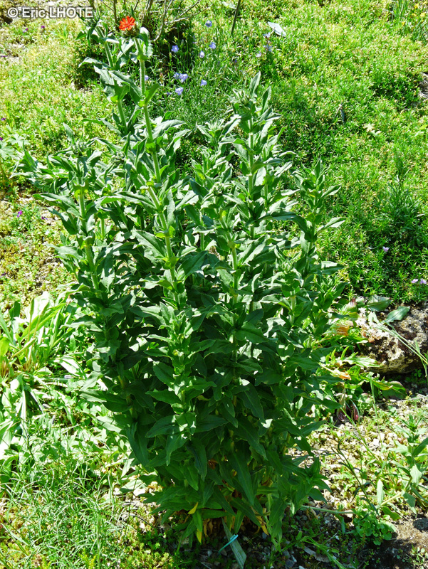  - Silene californica - 