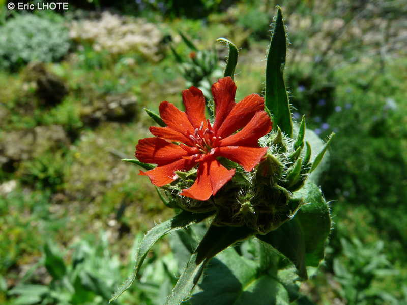 Caryophyllaceae - Silene californica - Sil&egrave;ne de Californie