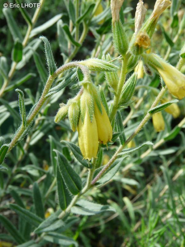  - Silene caramanica - 