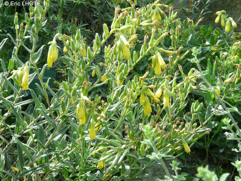Caryophyllaceae - Silene caramanica - Sil&egrave;ne