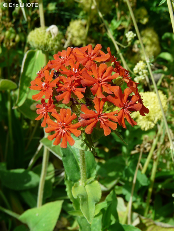 Caryophyllaceae - Silene chalcedonica, Lychnis chalcedonica - Sil&egrave;ne