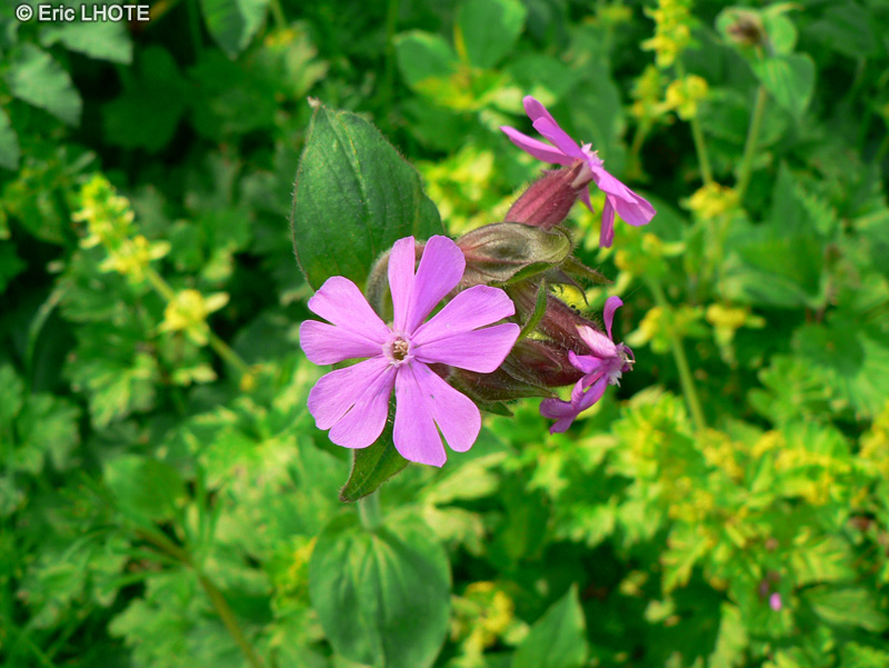  - Silene dioica - 
