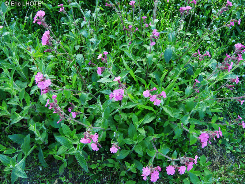 Caryophyllaceae - Silene dioica - Compagnon rouge, Sil&egrave;ne dio&iuml;que