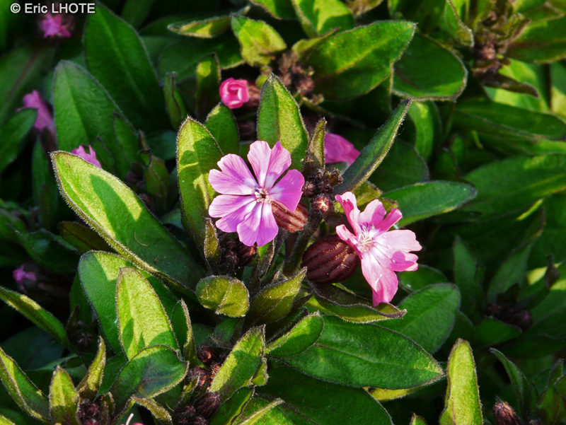 Caryophyllaceae - Silene pendula Silena - Sil&egrave;ne &agrave; fleurs pench&eacute;es