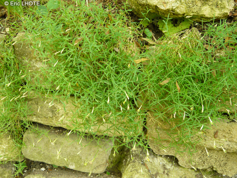 Caryophyllaceae - Silene saxifraga - Sil&egrave;ne brise-pierre