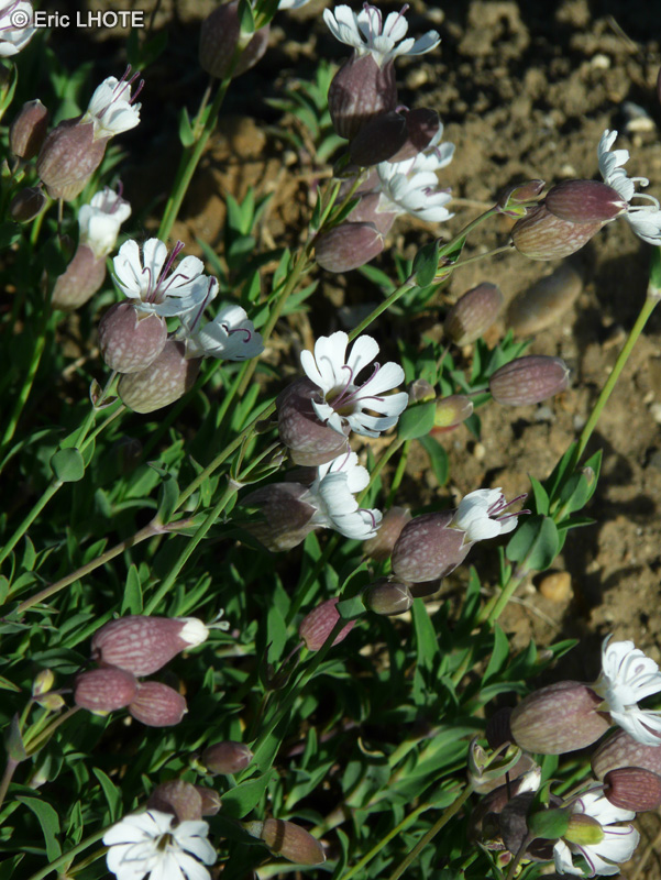  - Silene vulgaris - 