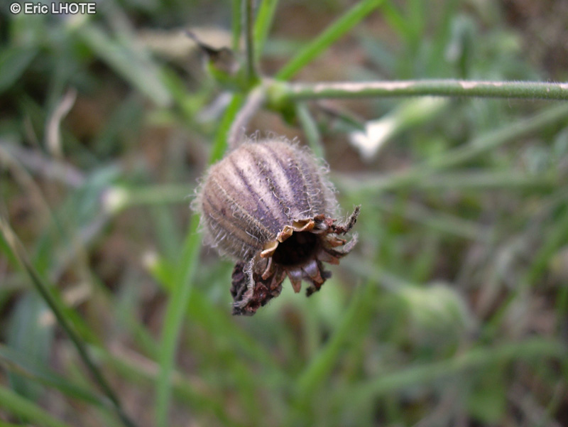  - Silene vulgaris - 