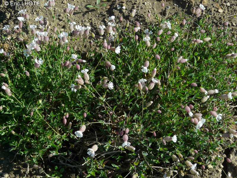Caryophyllaceae - Silene vulgaris - Sil&egrave;ne commun
