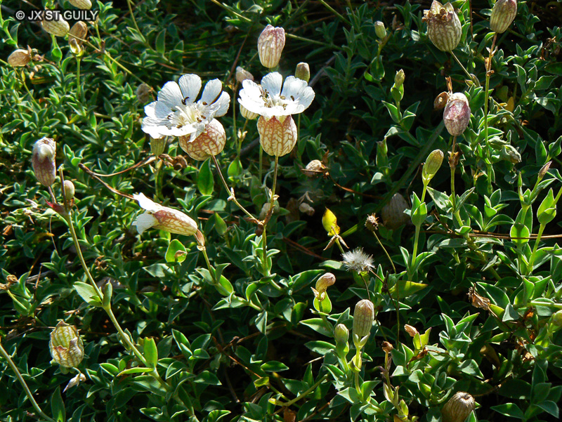 Caryophyllaceae - Silene vulgaris ssp. maritima - Sil&egrave;ne de Bastard, Sil&egrave;ne maritime, Sil&egrave;ne &agrave; une fleur