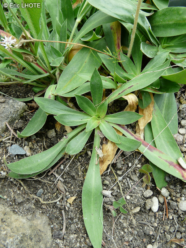 Caryophyllaceae - Silene zawadskii - Sil&egrave;ne