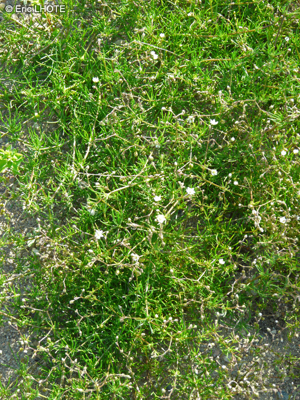 Caryophyllaceae - Spergula arvensis, Alsine arvensis - Spergule des champs, Spargoutte des champs, Espargoutte des champs