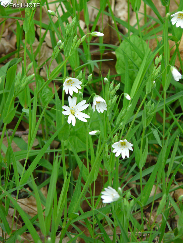  - Stellaria graminea - 