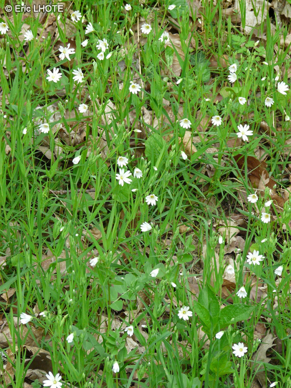 Caryophyllaceae - Stellaria graminea - Stellaire gramin&eacute;e