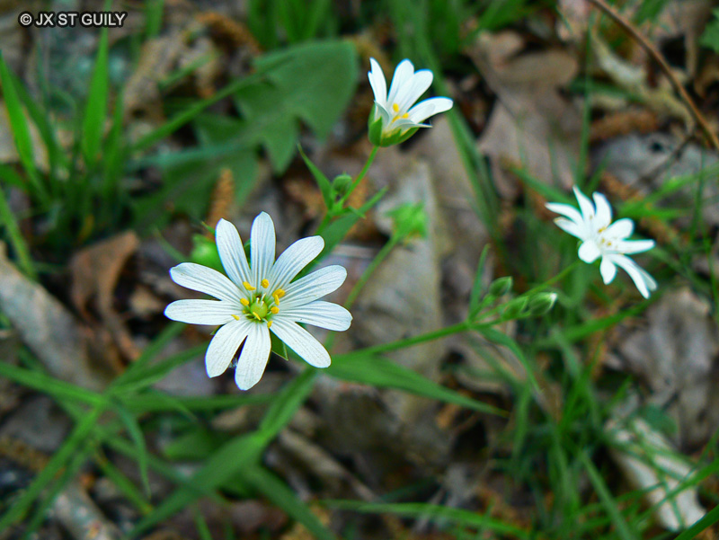 Caryophyllaceae - Stellaria holostea - Stellaire holost&eacute;e, Langue d&rsquo;oiseau