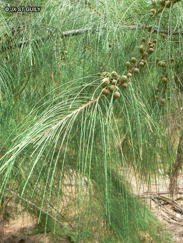 - Casuarina stricta - 