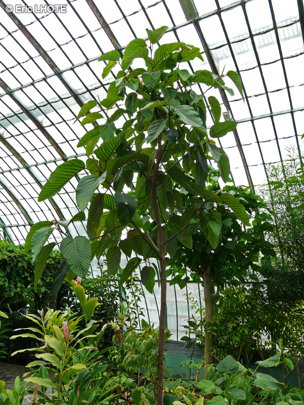 Cecropiaceae - Coussapoa dealbata - Coussapoa, Matapalo