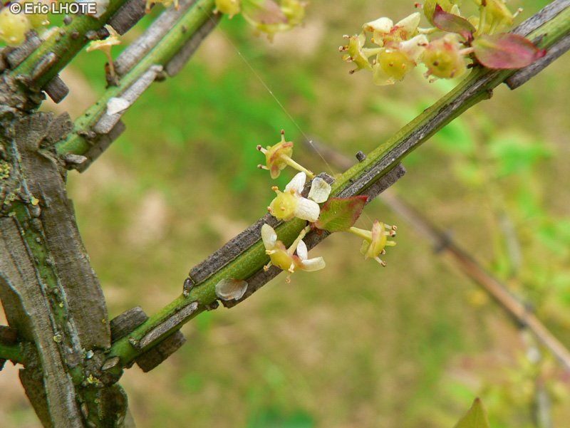  - Euonymus alatus - 