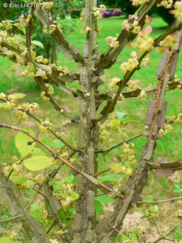  - Euonymus alatus - 
