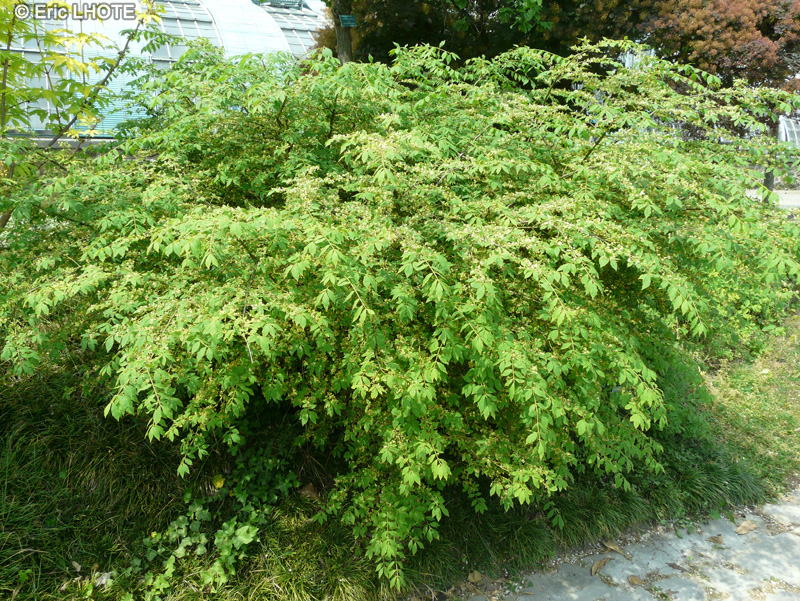  - Euonymus alatus - 